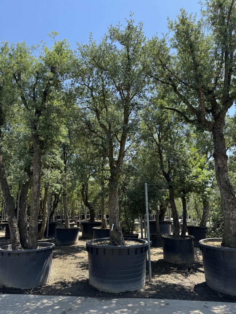 Quercus suber
