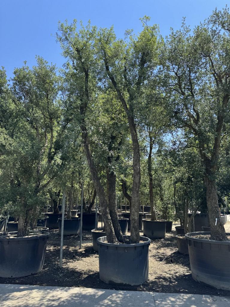 Quercus suber
