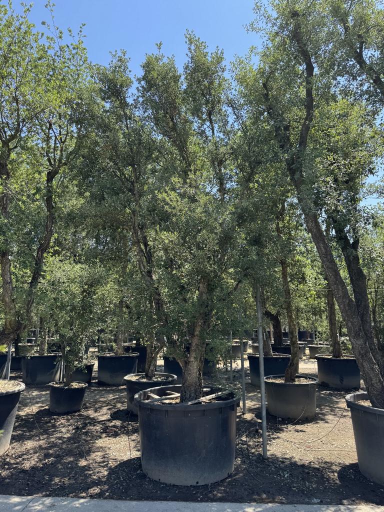 Quercus suber