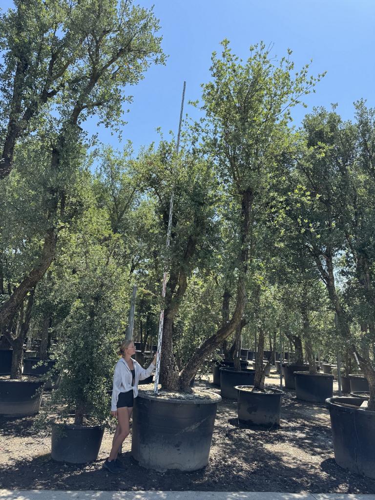 Quercus suber