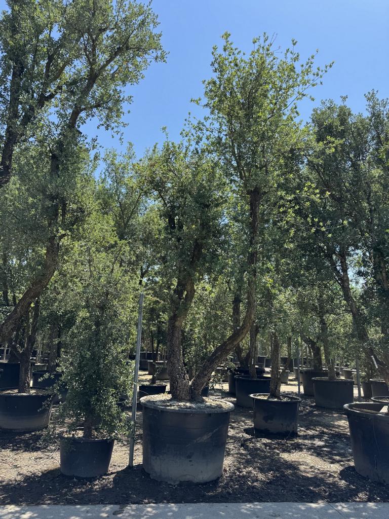 Quercus suber