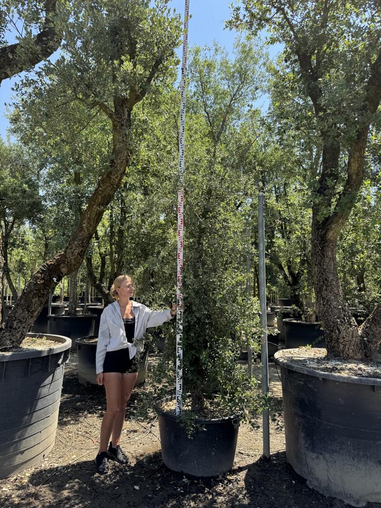 Quercus suber