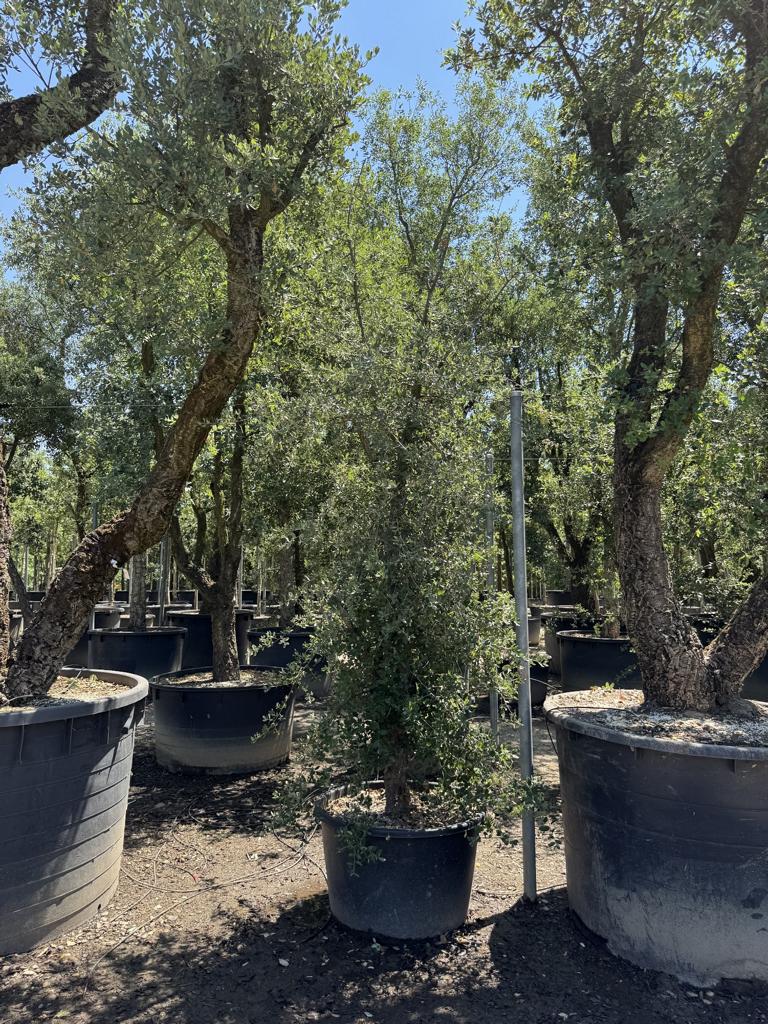 Quercus suber
