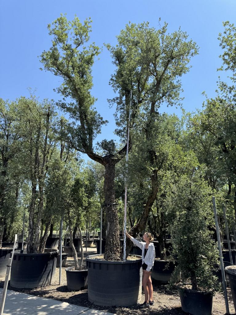 Quercus suber