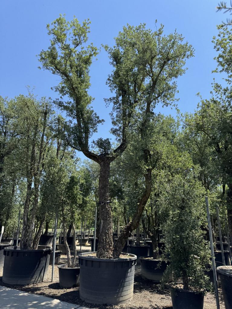 Quercus suber