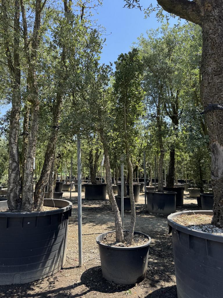 Quercus suber