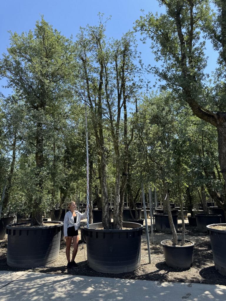 Quercus suber