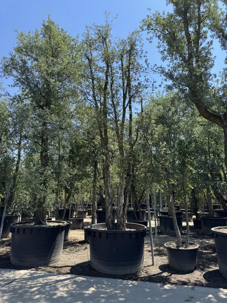 Quercus suber
