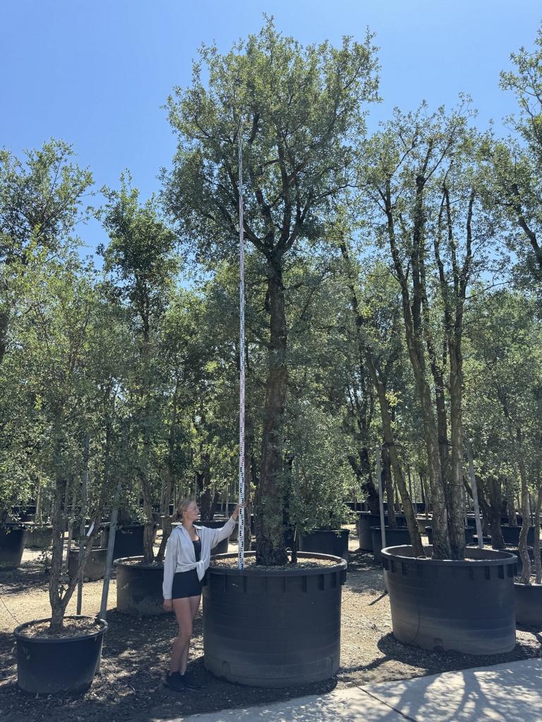Quercus suber