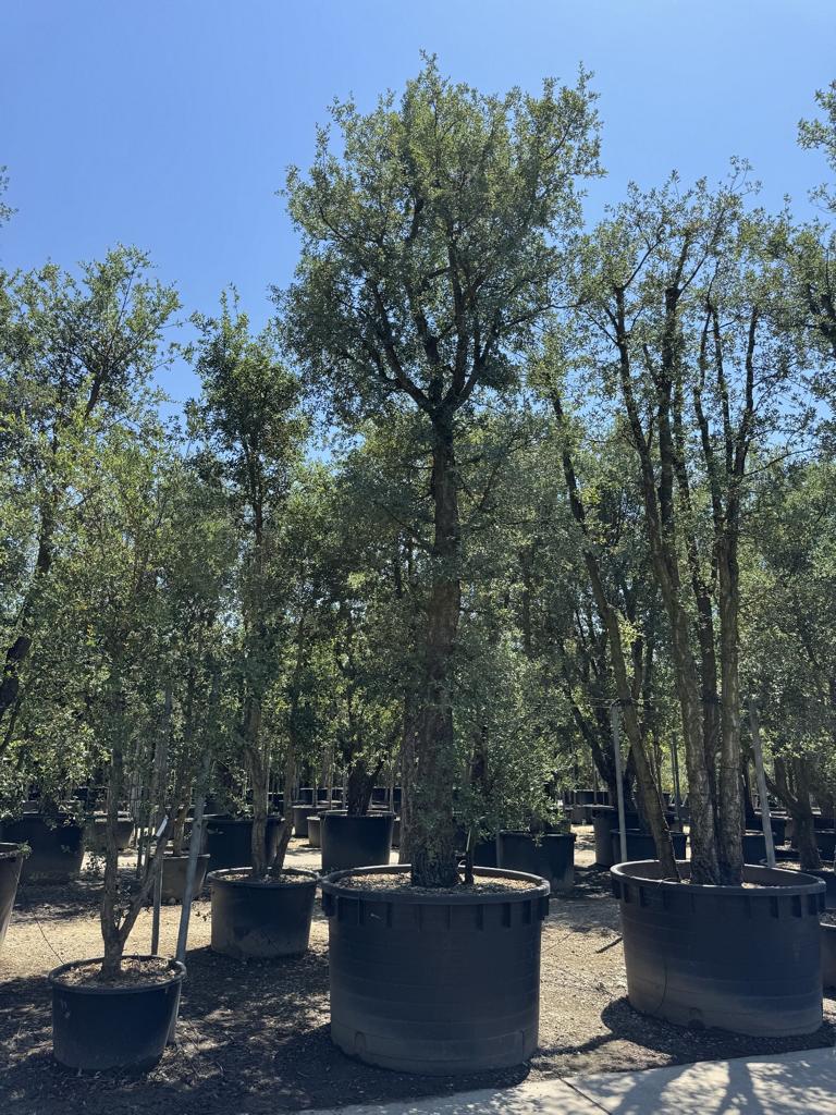 Quercus suber