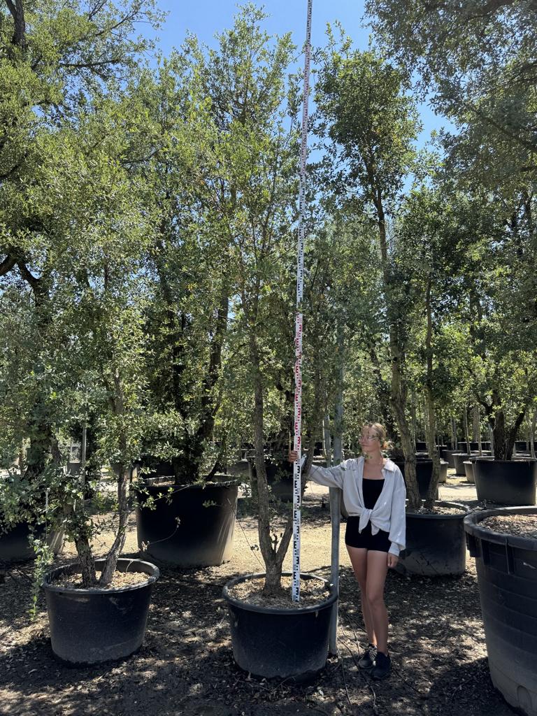 Quercus suber