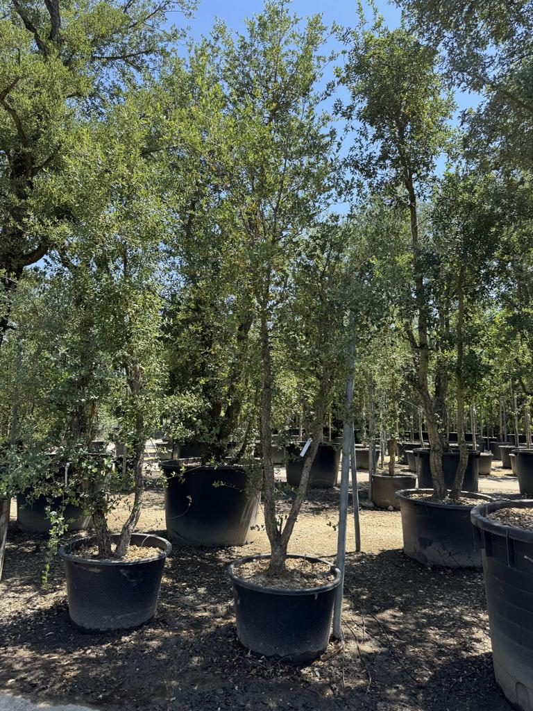 Quercus suber