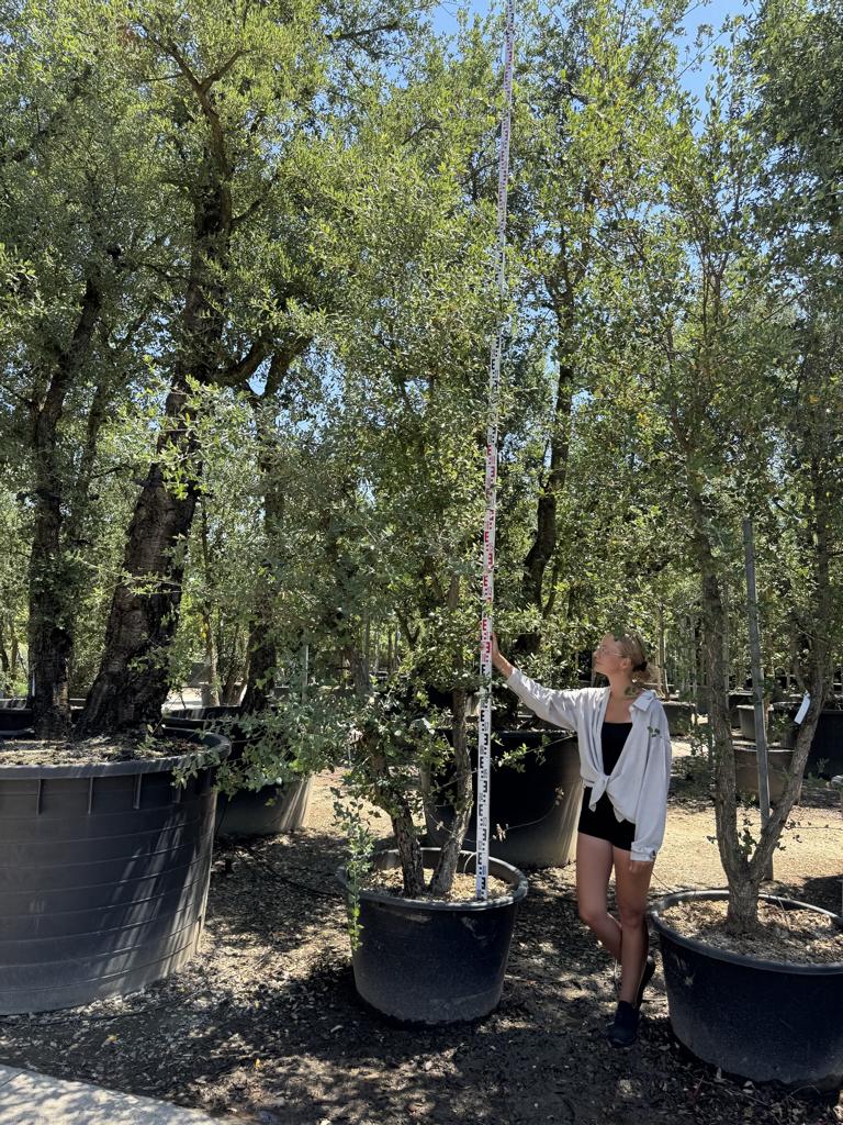 Quercus suber