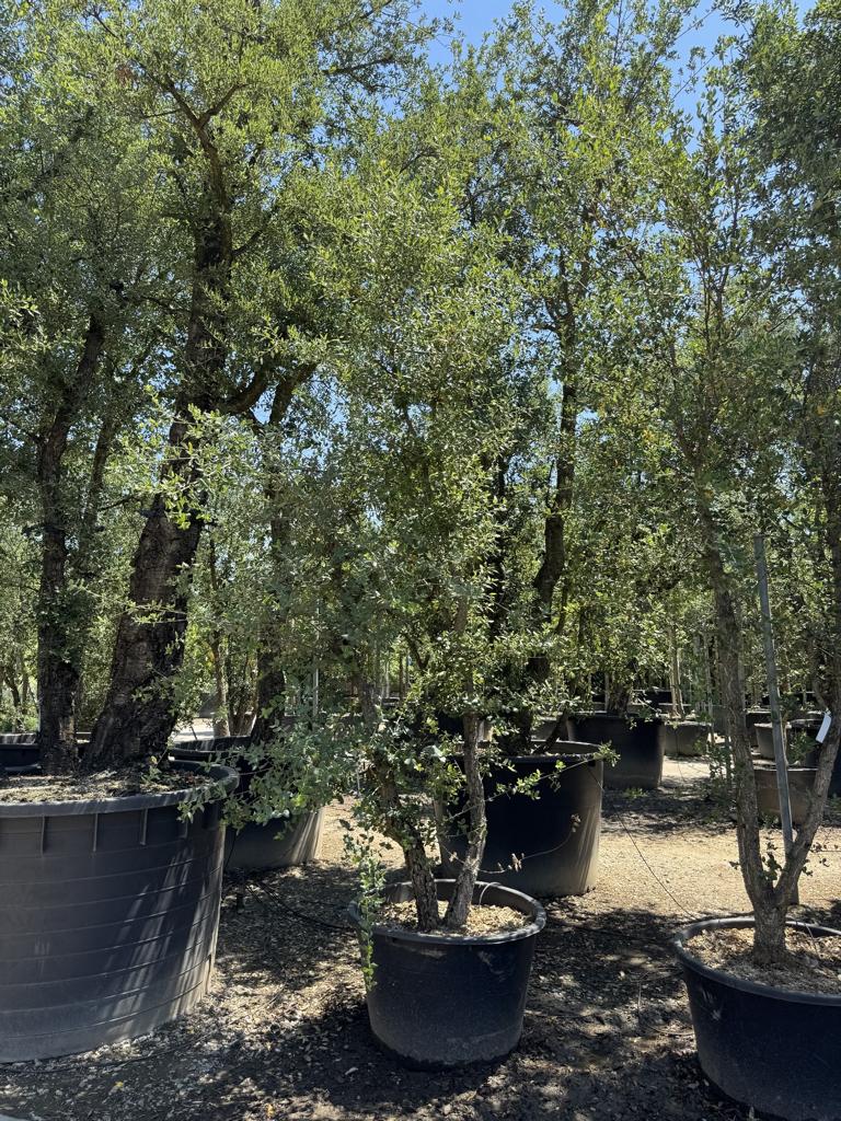 Quercus suber