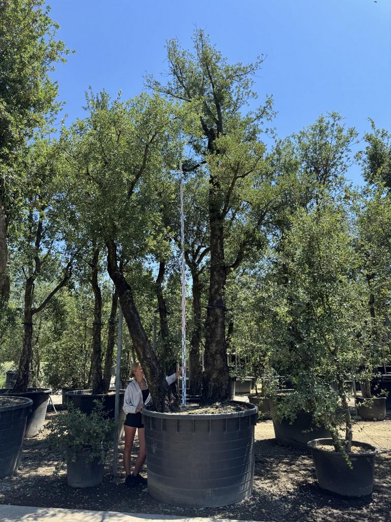 Quercus suber