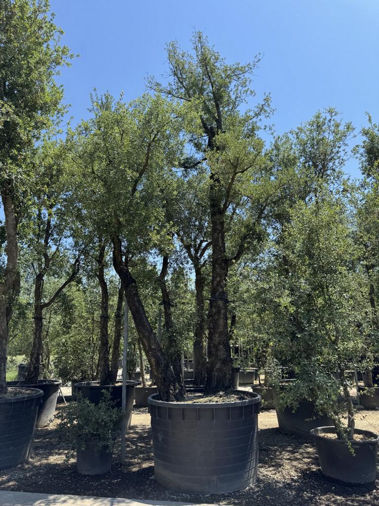 Quercus suber