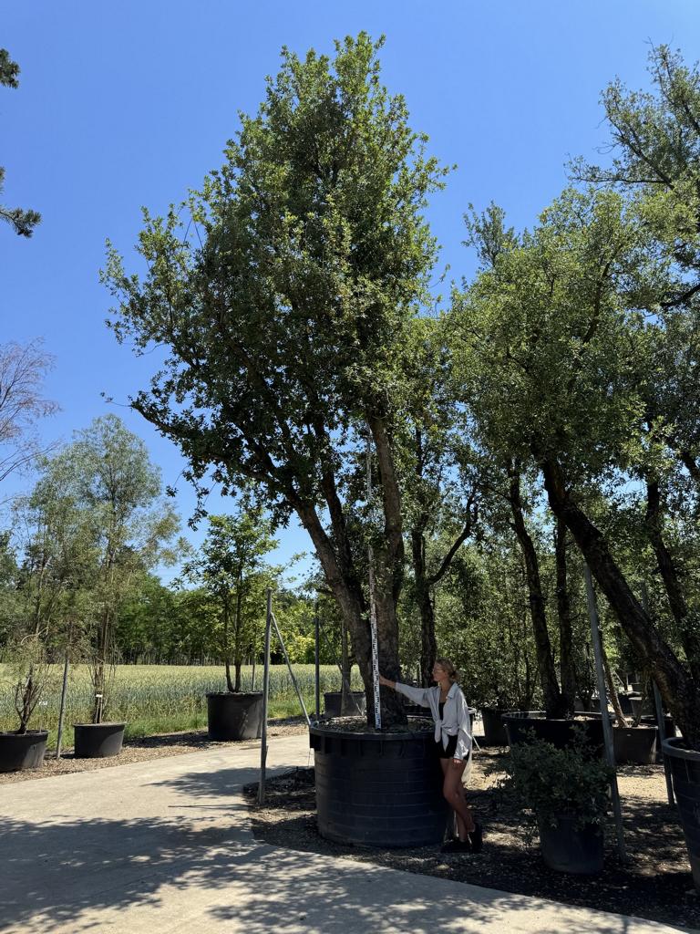 Quercus suber