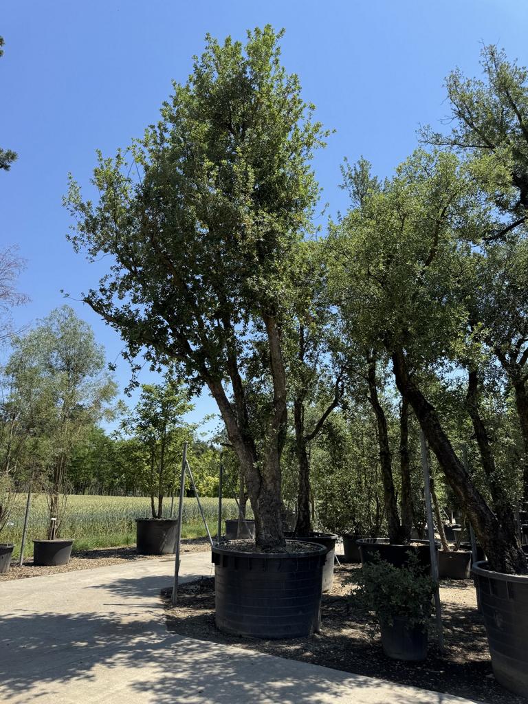 Quercus suber