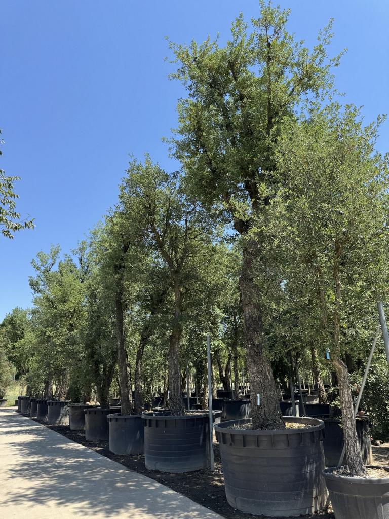 Quercus suber