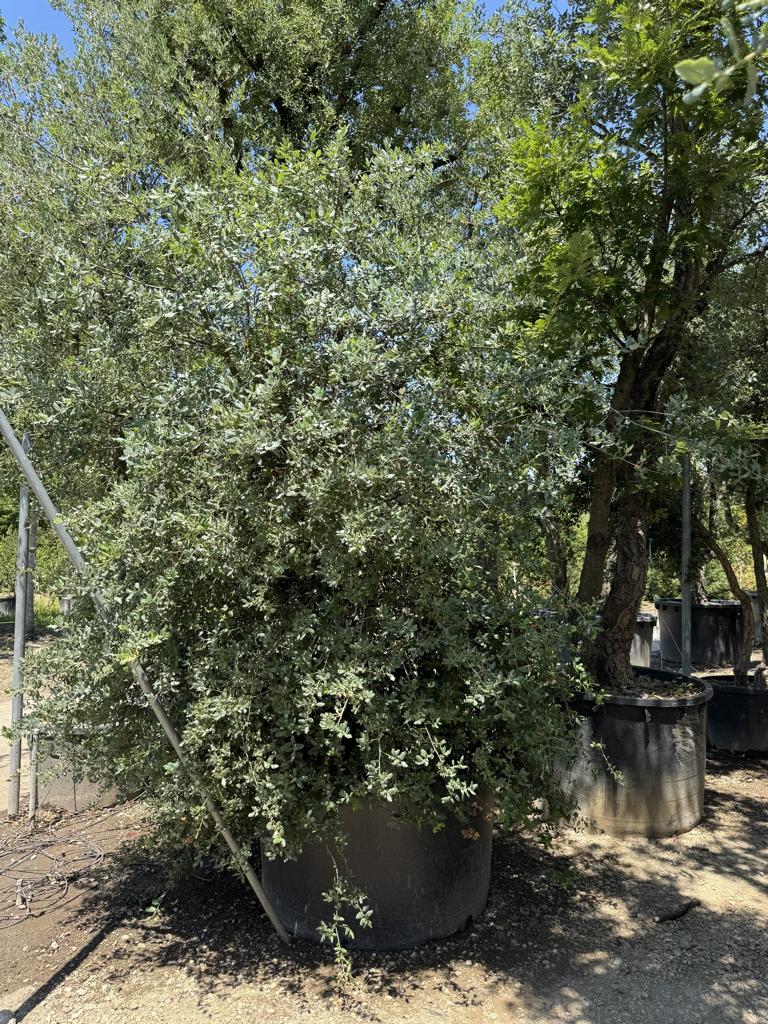 Quercus suber