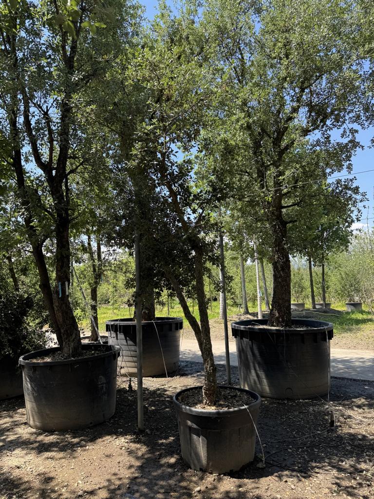 Quercus suber