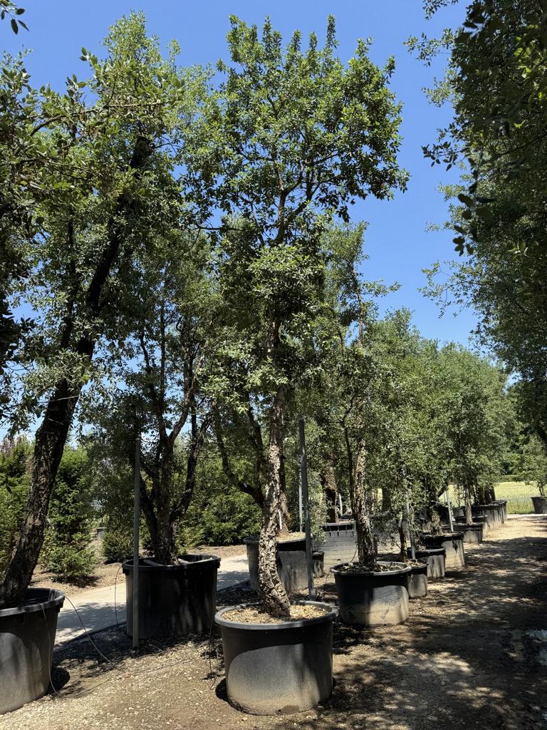 Quercus suber
