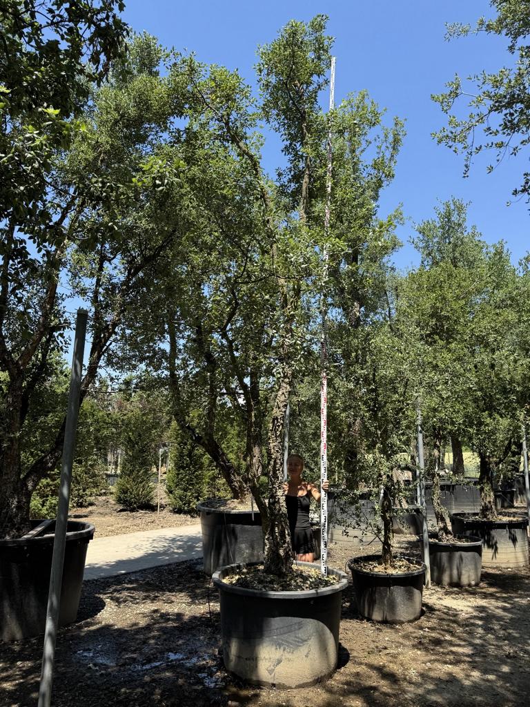 Quercus suber