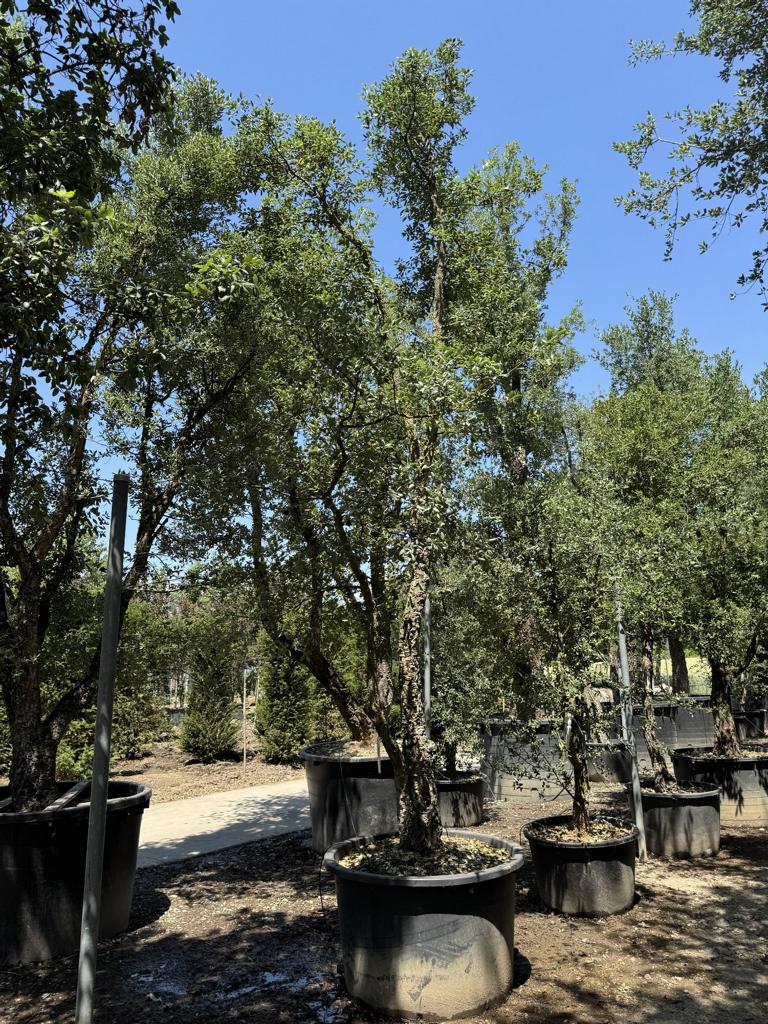 Quercus suber