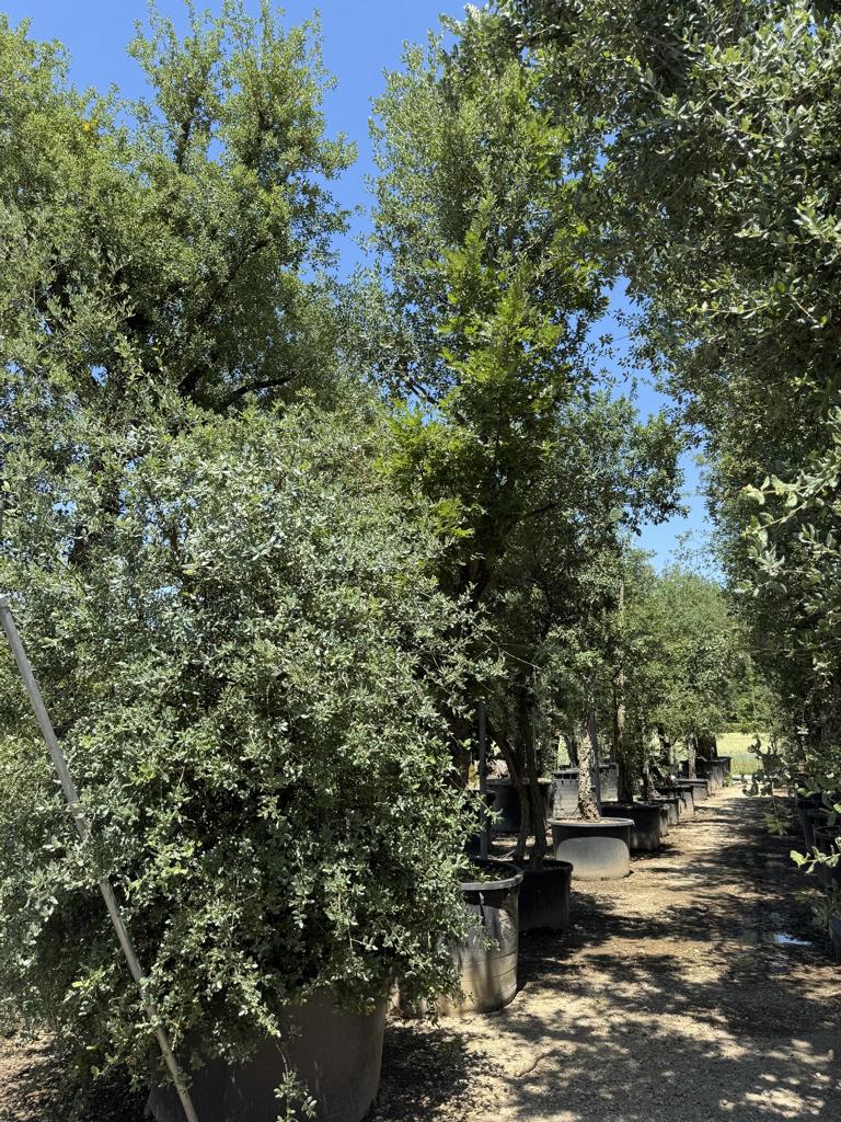 Quercus suber