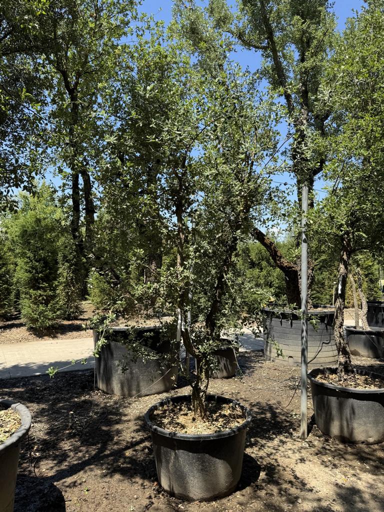 Quercus suber