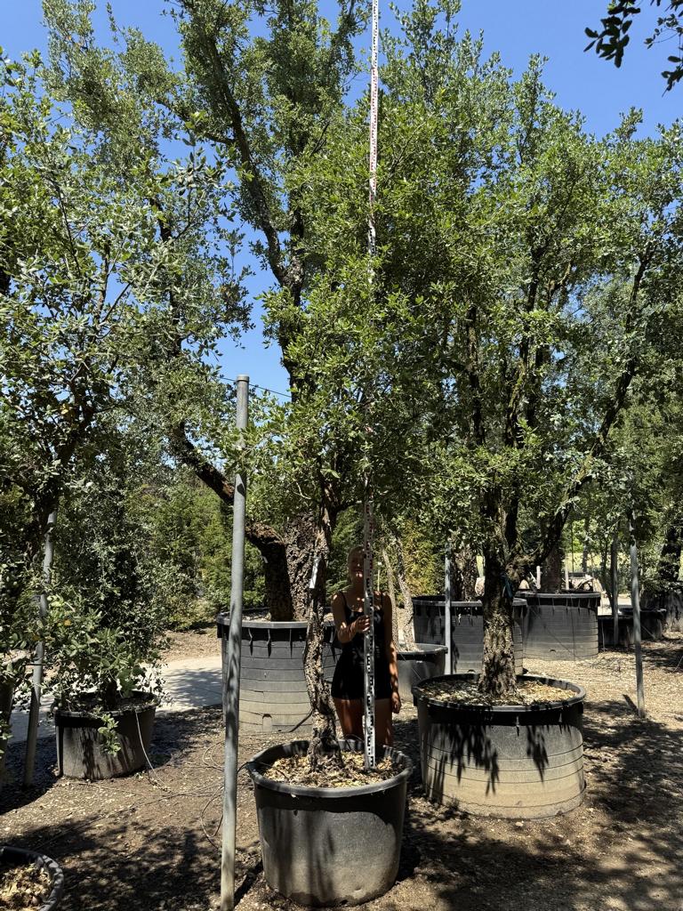 Quercus suber