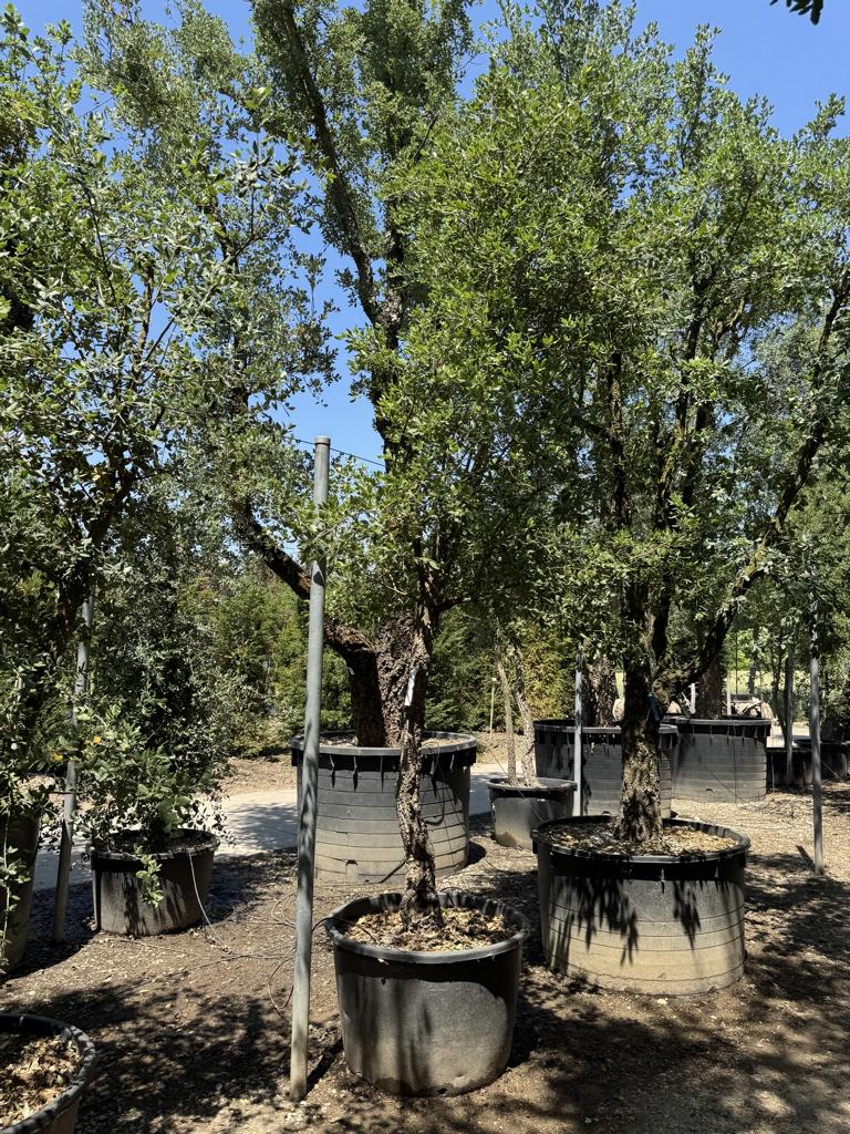 Quercus suber