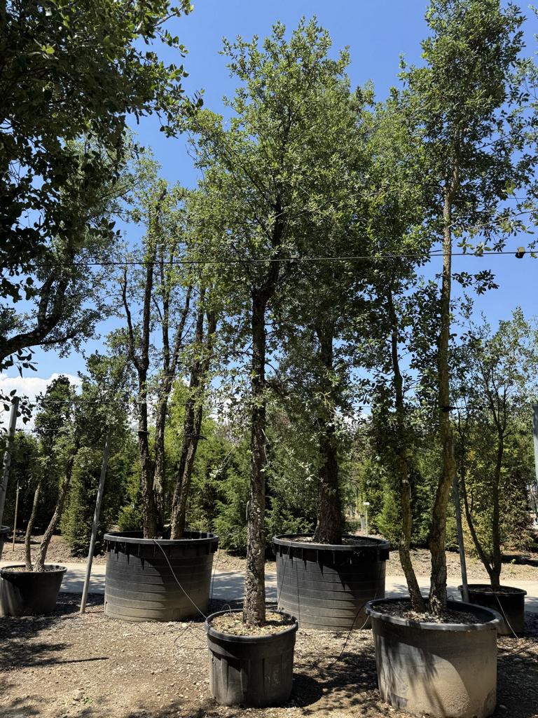 Quercus suber