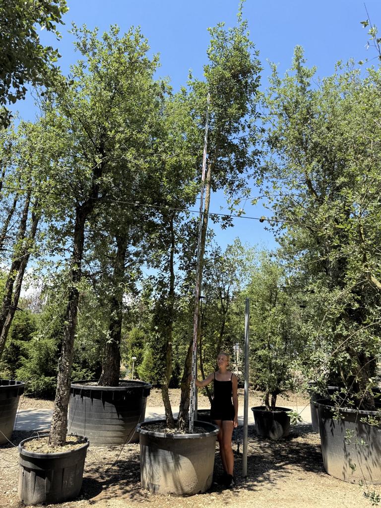 Quercus suber