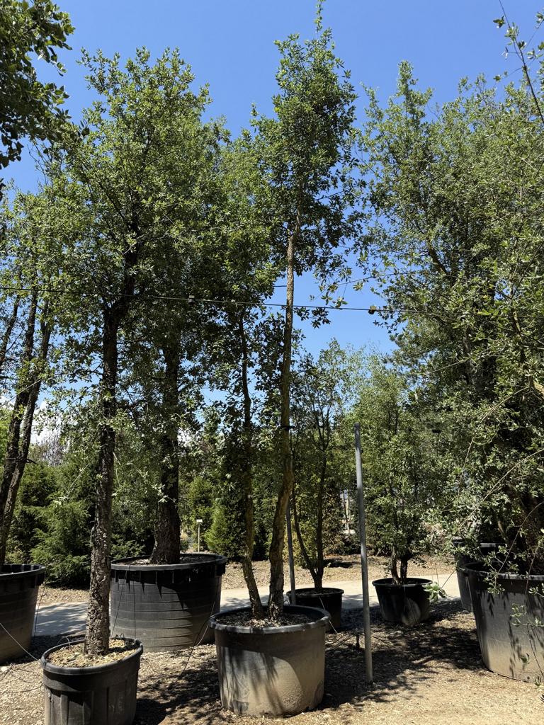 Quercus suber