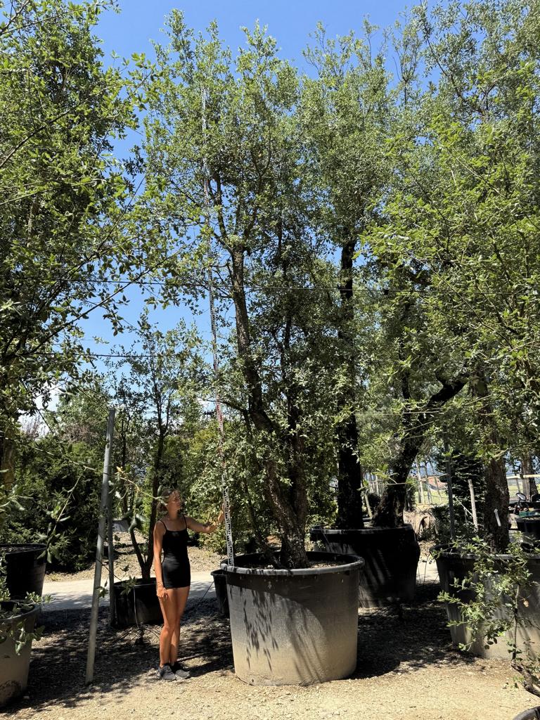 Quercus suber