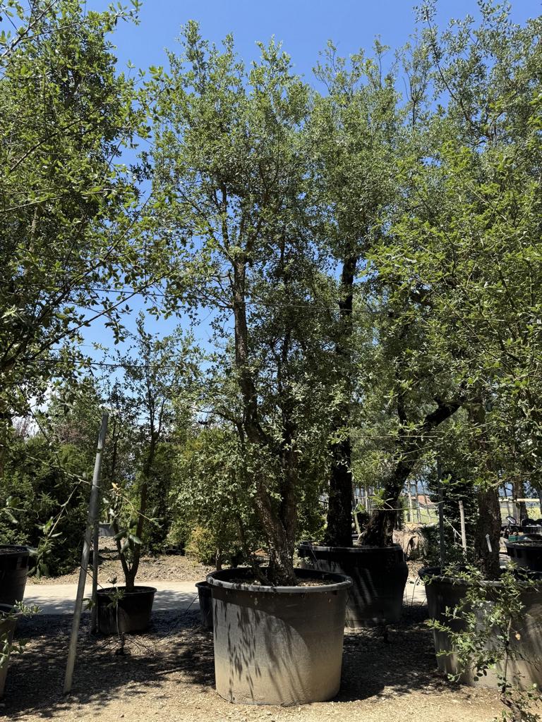 Quercus suber