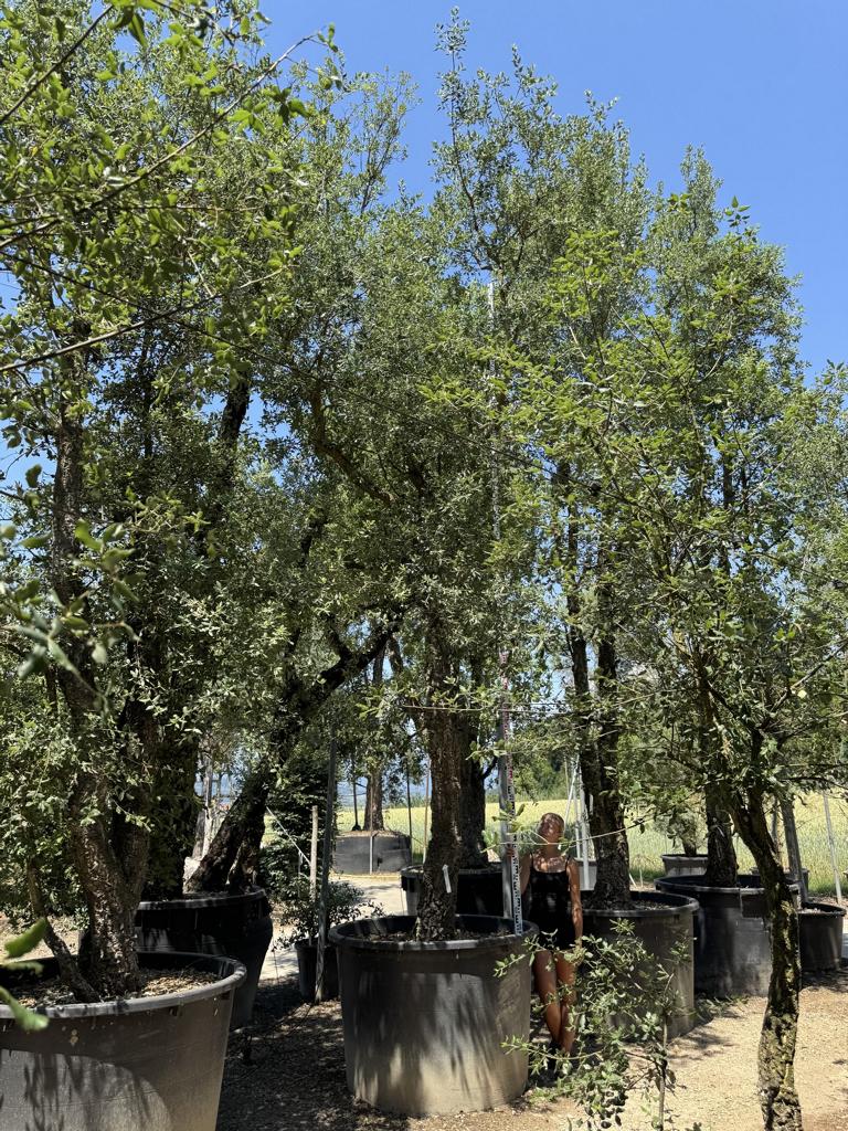 Quercus suber