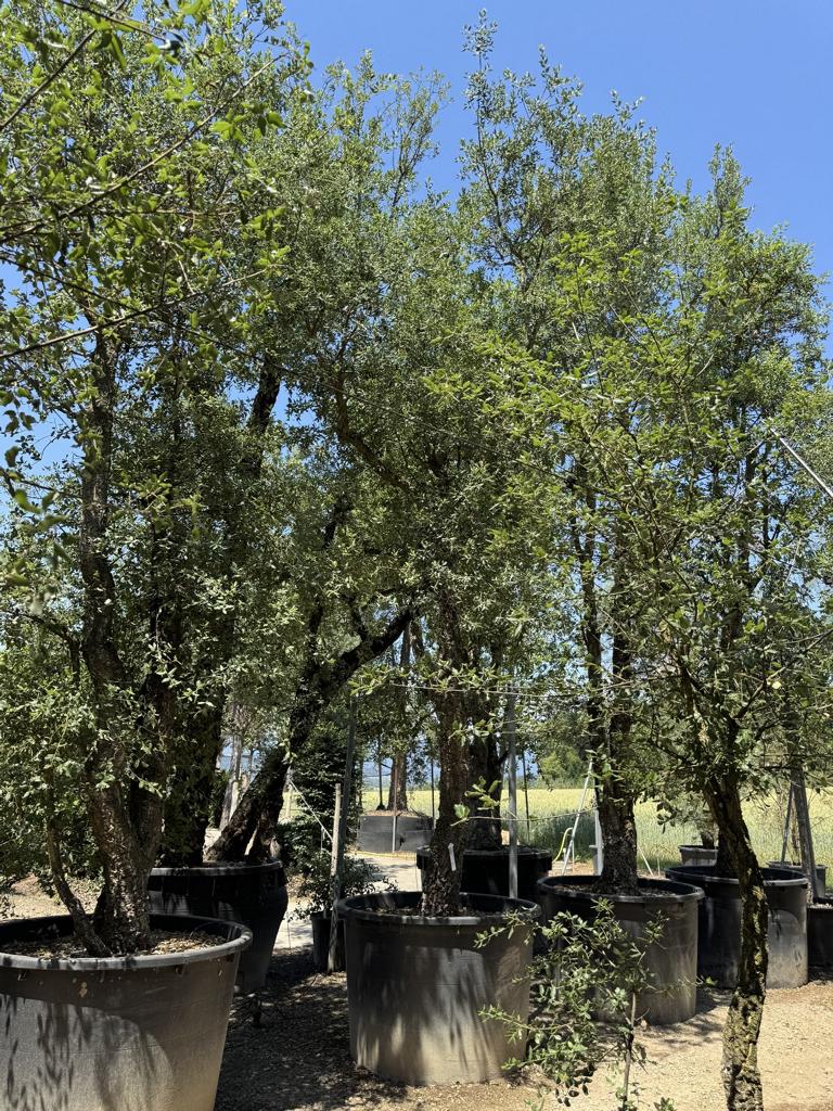 Quercus suber
