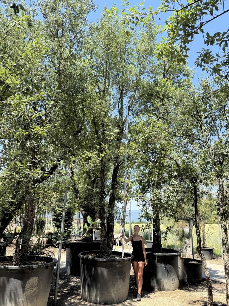 Quercus suber