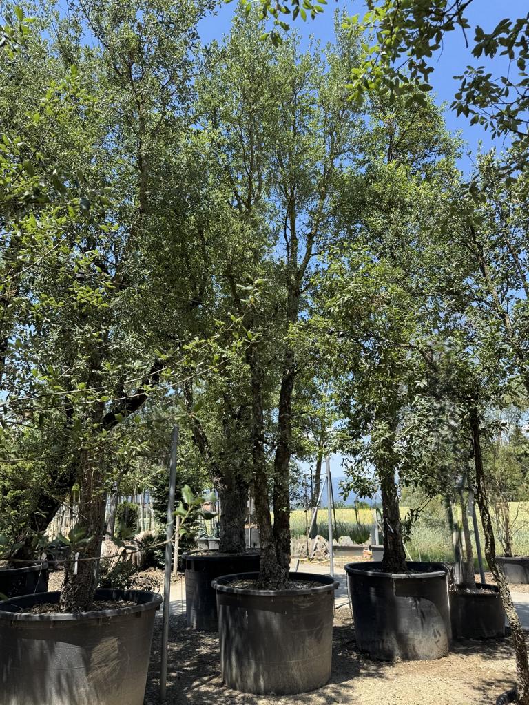 Quercus suber