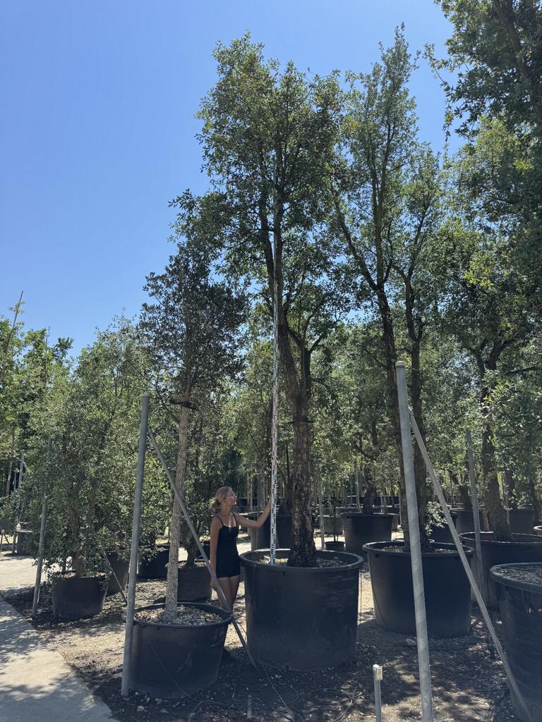 Quercus suber