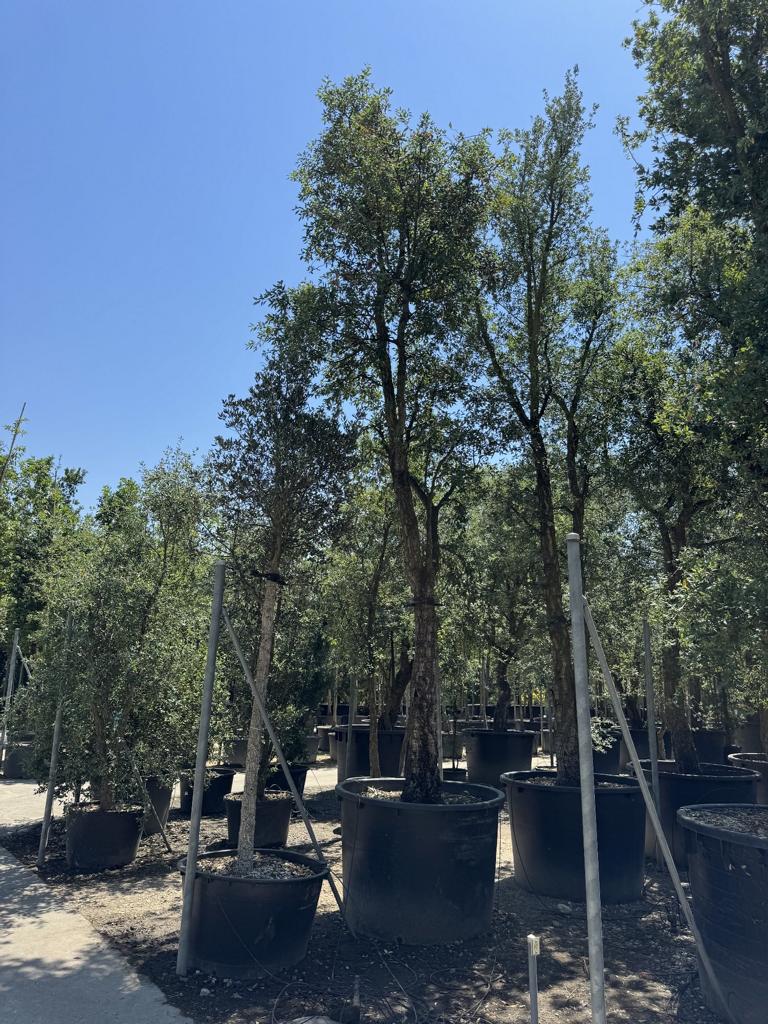 Quercus suber