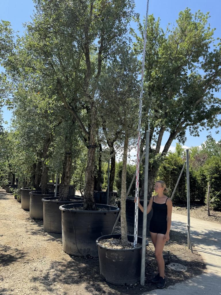 Quercus suber