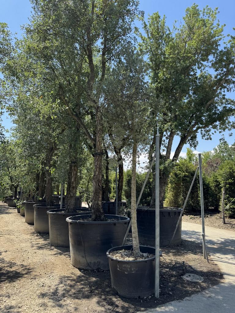 Quercus suber