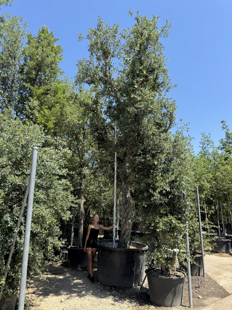 Quercus suber