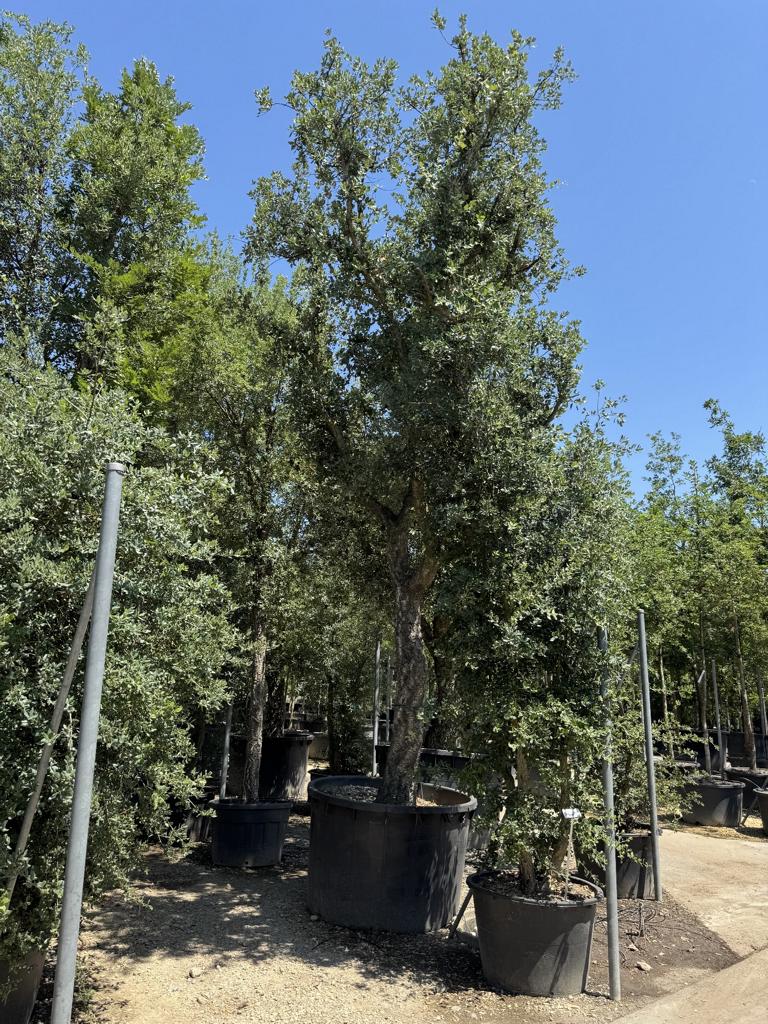 Quercus suber