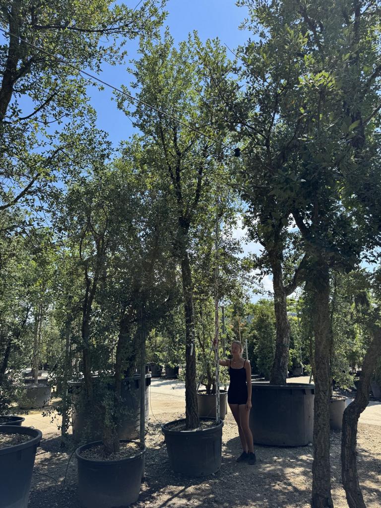 Quercus suber