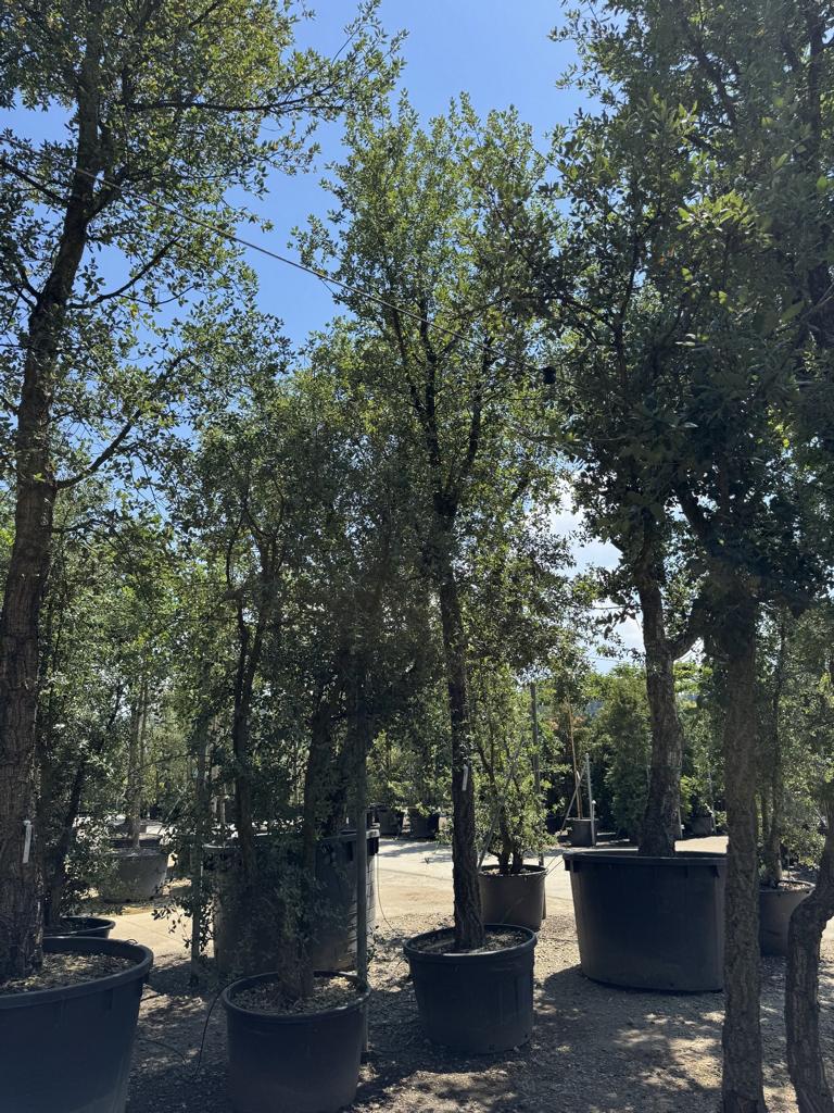 Quercus suber