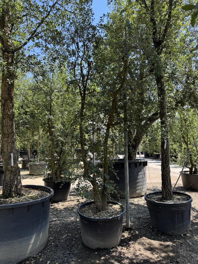 Quercus suber